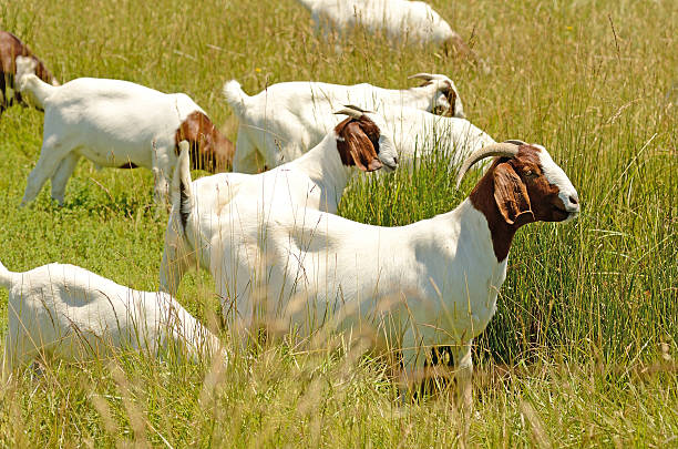 Boar meat goats grazing in a early summer field