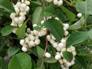 White berry bush plant with clusters of white berries